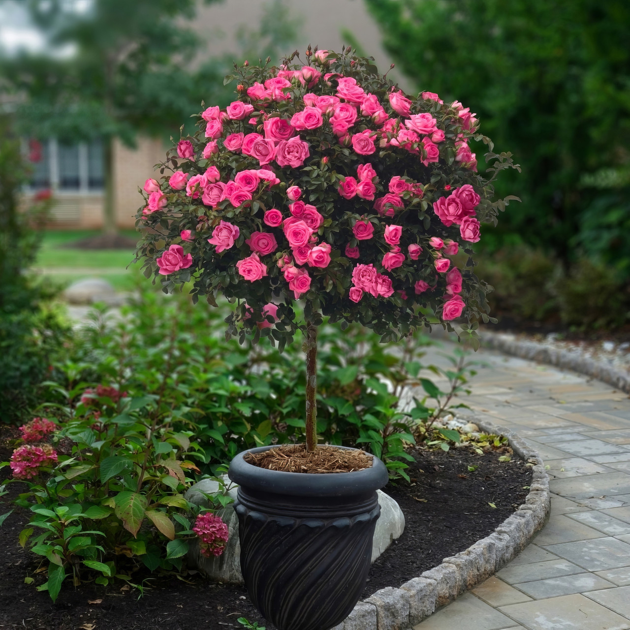 Knock Out® Double Pink Rose Tree | Plant Addicts