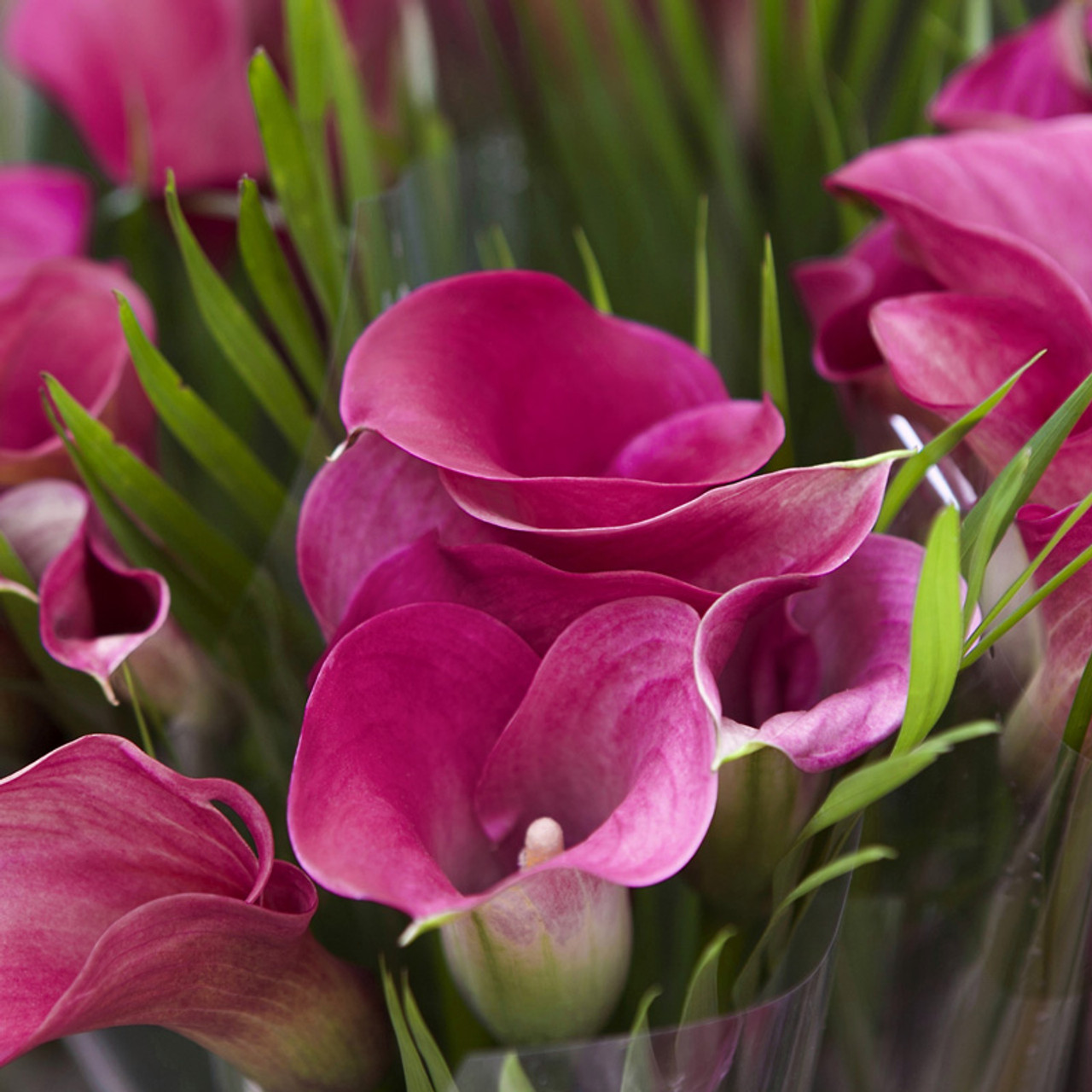 Purple Calla Lily Grow Kit | Plant Addicts