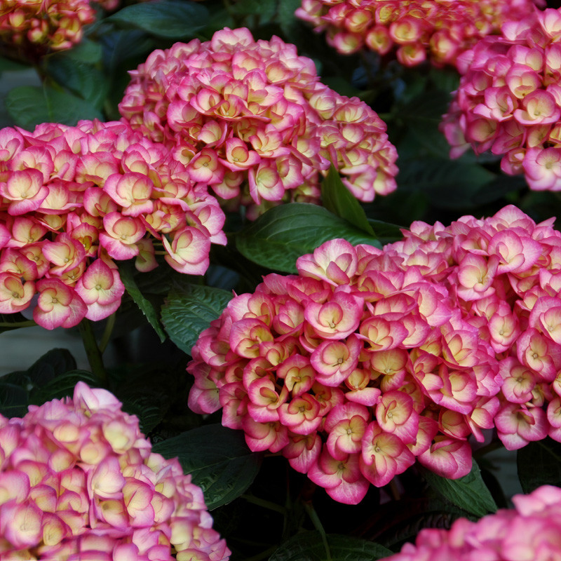 Candy Kisses Hydrangea | Plant Addicts