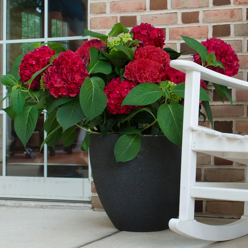 Red Sensation Hydrangea | Plant Addicts