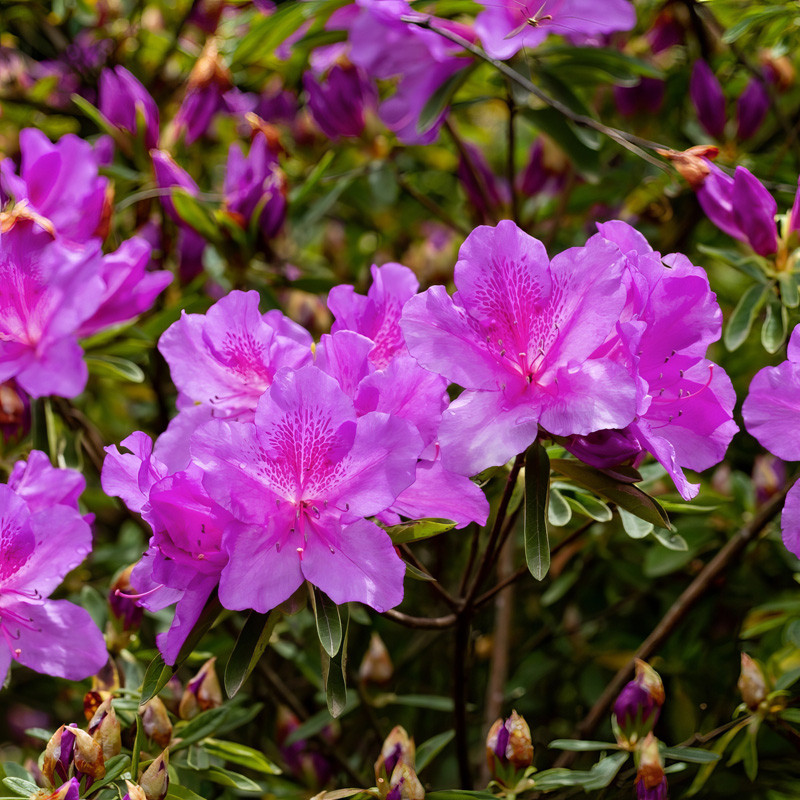 リトルアユーラ Autumn Lilac Encore Azalea | PlantAddicts.com