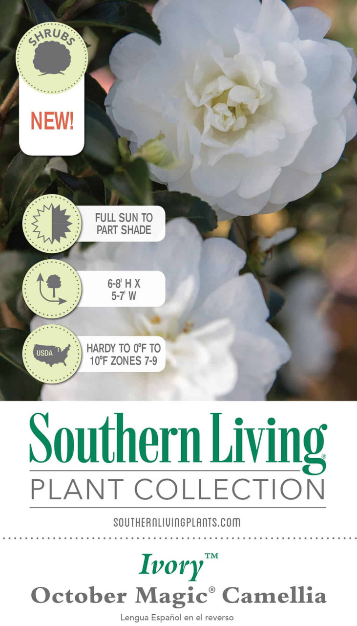 Southern Living Plant Collection October Magic Camellia Shrub - Thumbnail 5