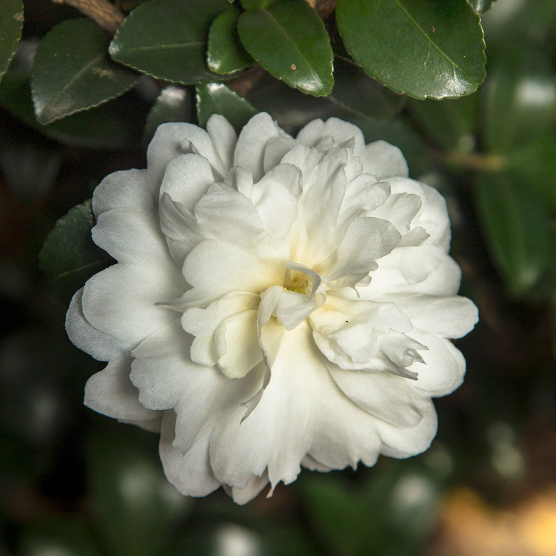 Southern Living Plant Collection October Magic Camellia Shrub