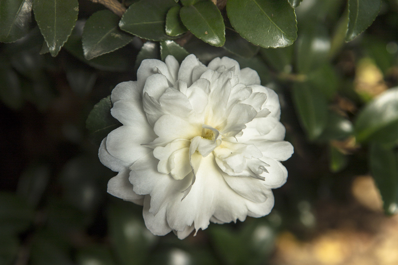Southern Living Plant Collection October Magic Camellia Shrub - Thumbnail 2