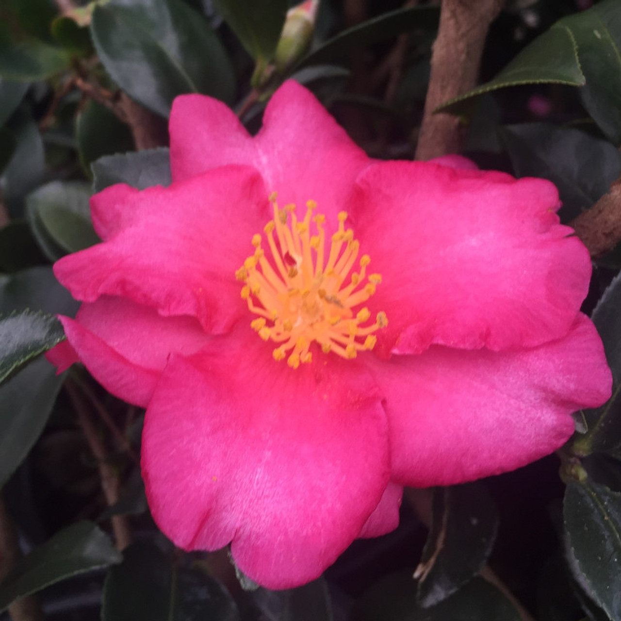 Kanjiro Camellia