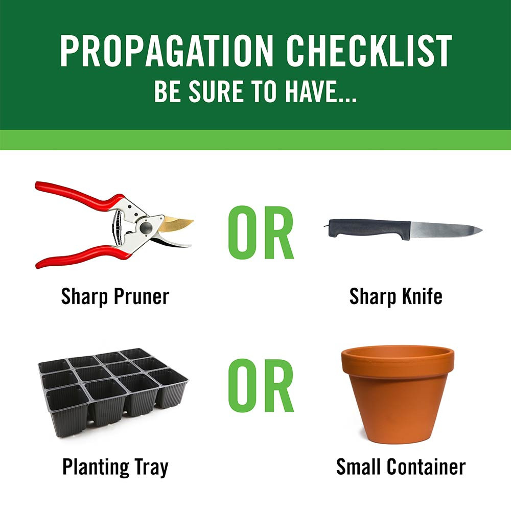 Root Boost Rooting Powder | Plant Addicts