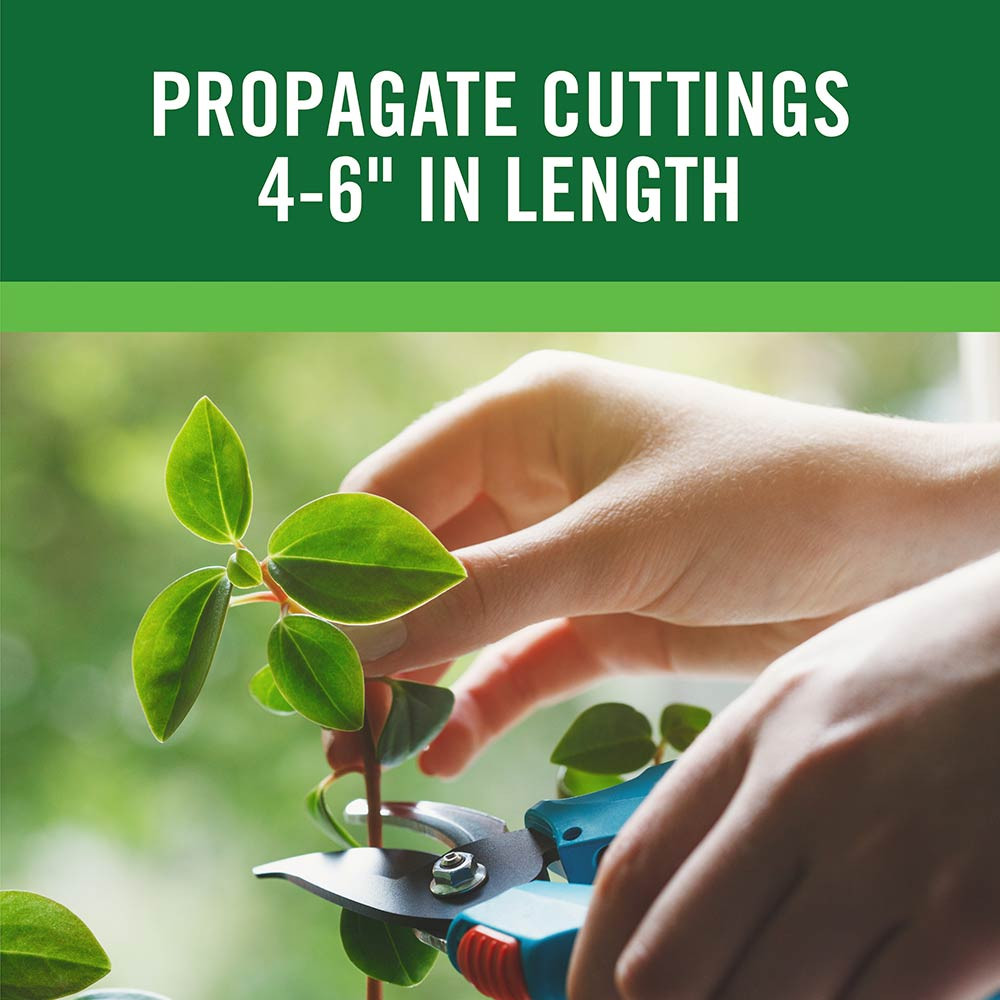 Root Boost Rooting Powder | Plant Addicts