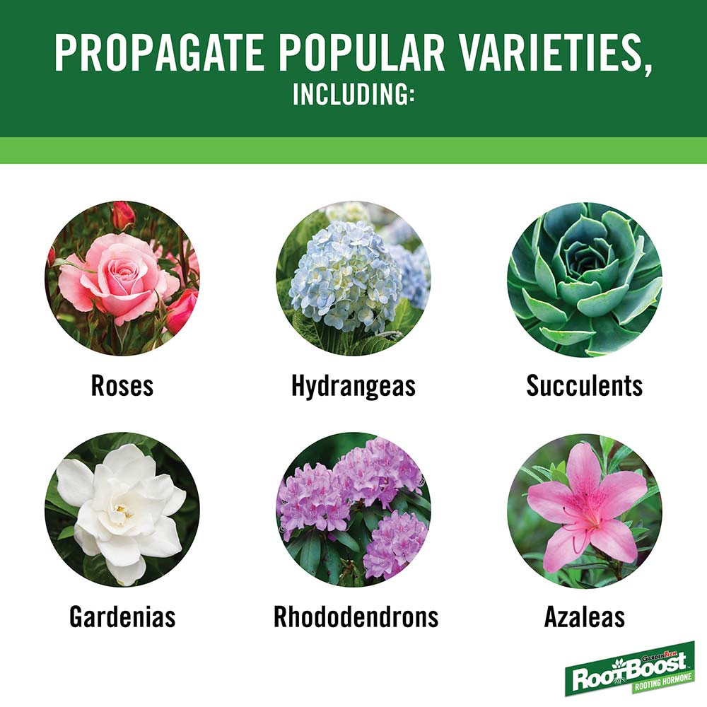 Root Boost Rooting Powder | Plant Addicts