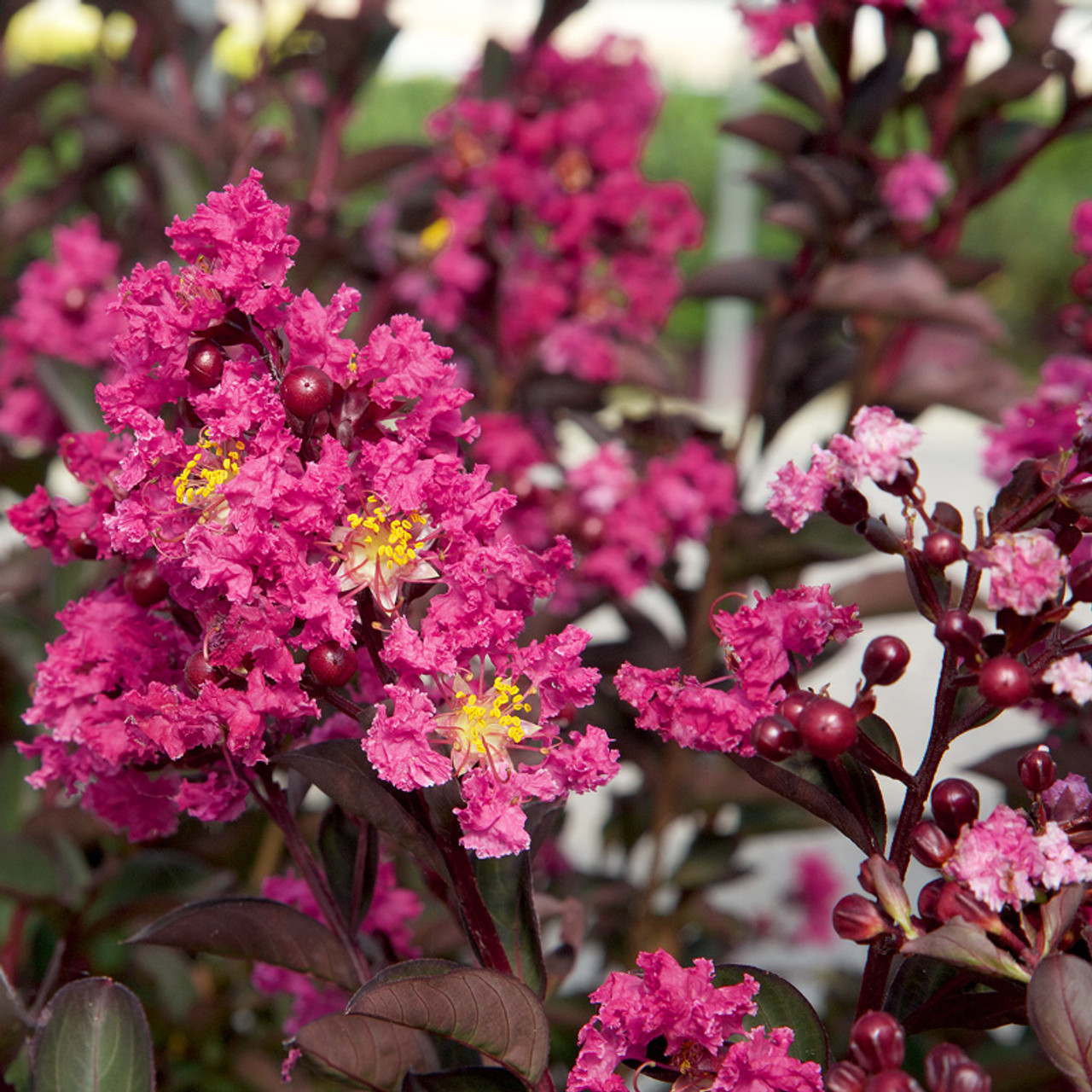 Delta Fusion Crapemyrtle Plantaddicts Com