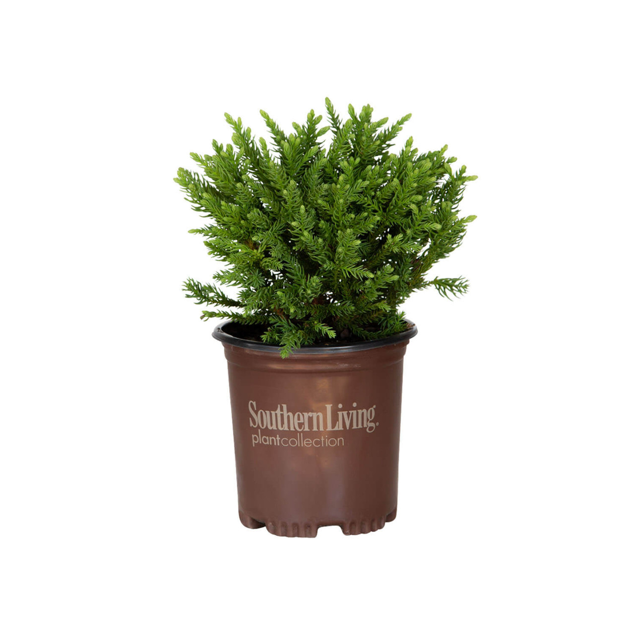 Dragon Prince Cryptomeria | PlantAddicts.com