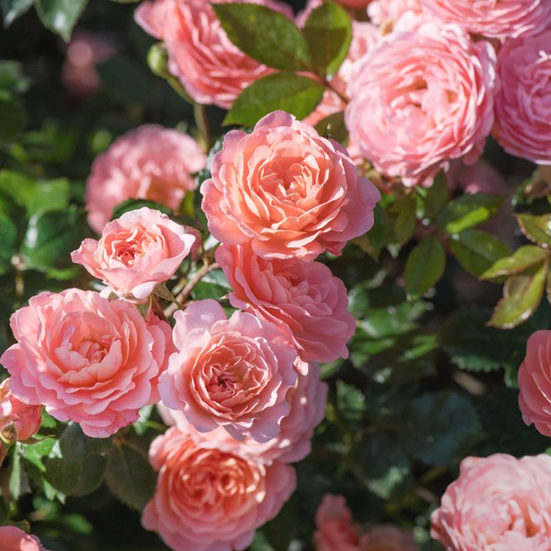 Apricot Drift Groundcover Rose