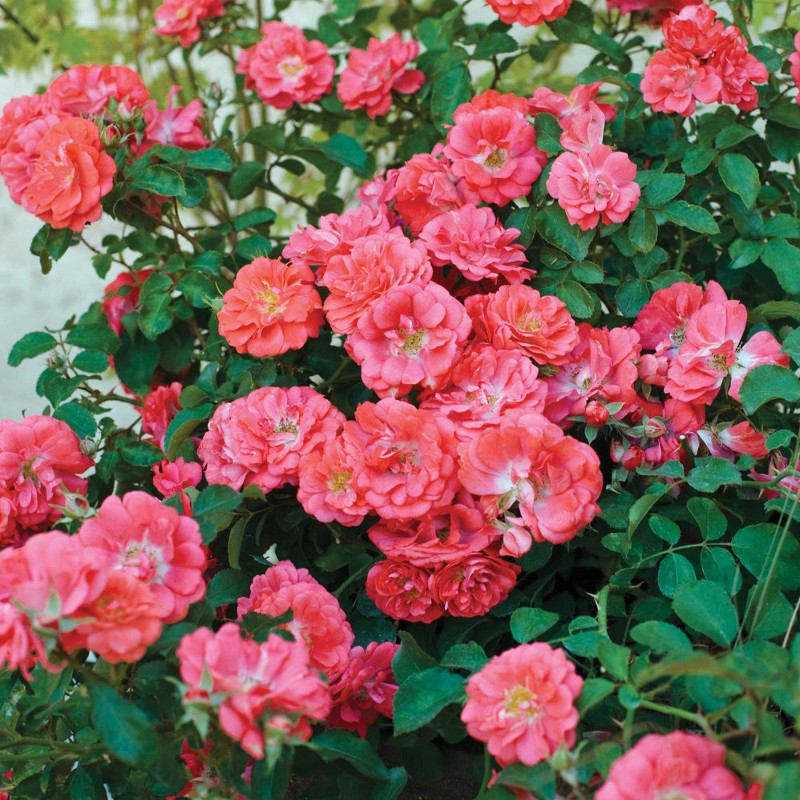 Coral Drift Groundcover Rose