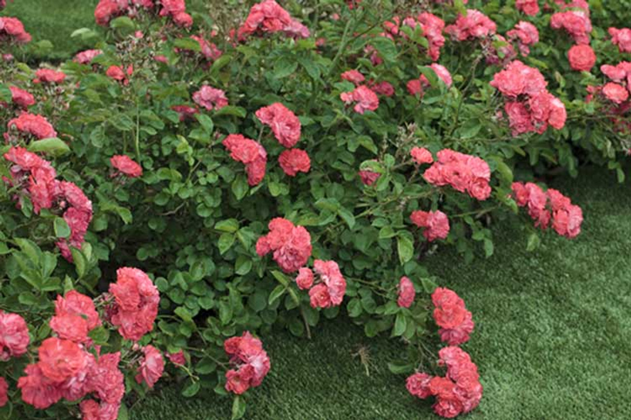Coral Drift Groundcover Rose Plantaddicts Com
