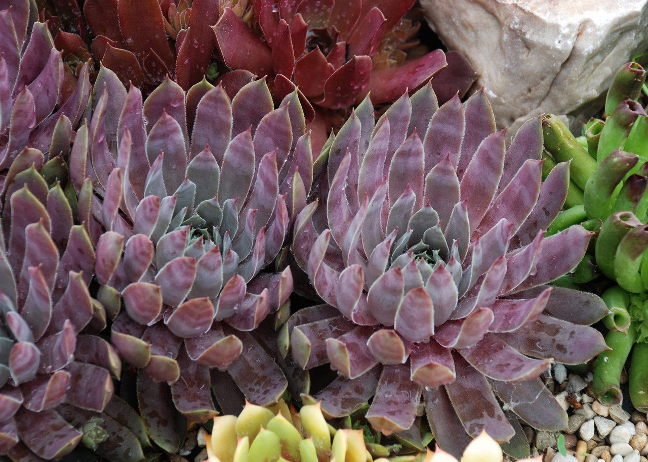 Chick Charms Hens & Chicks - Thumbnail 4