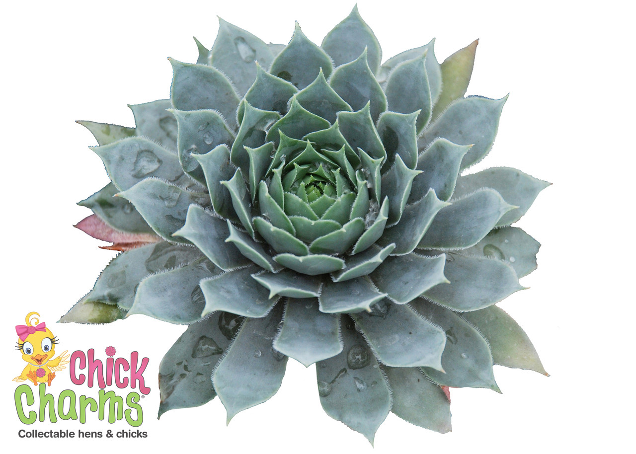 Chick Charms Hens & Chicks - Thumbnail 2