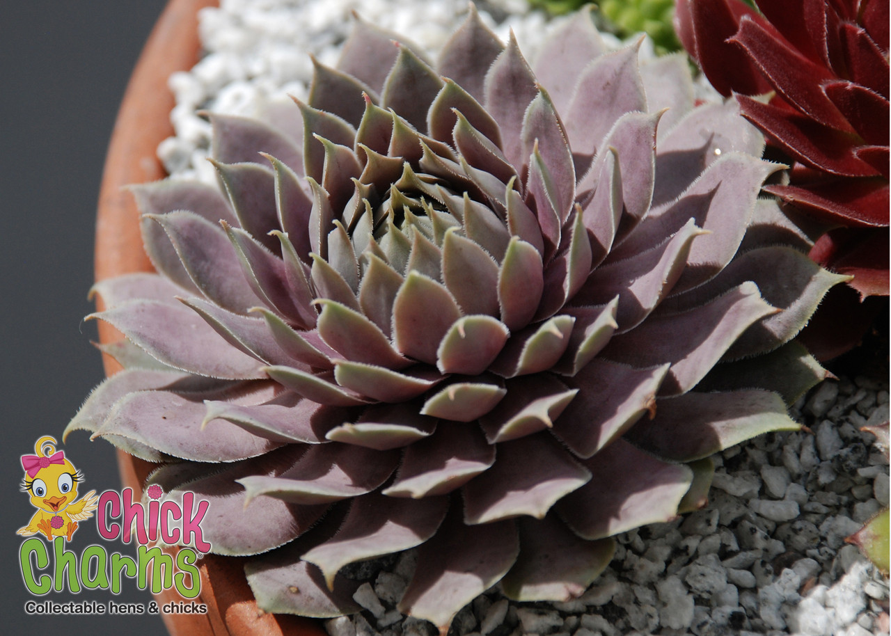 Chick Charms Hens & Chicks - Thumbnail 5