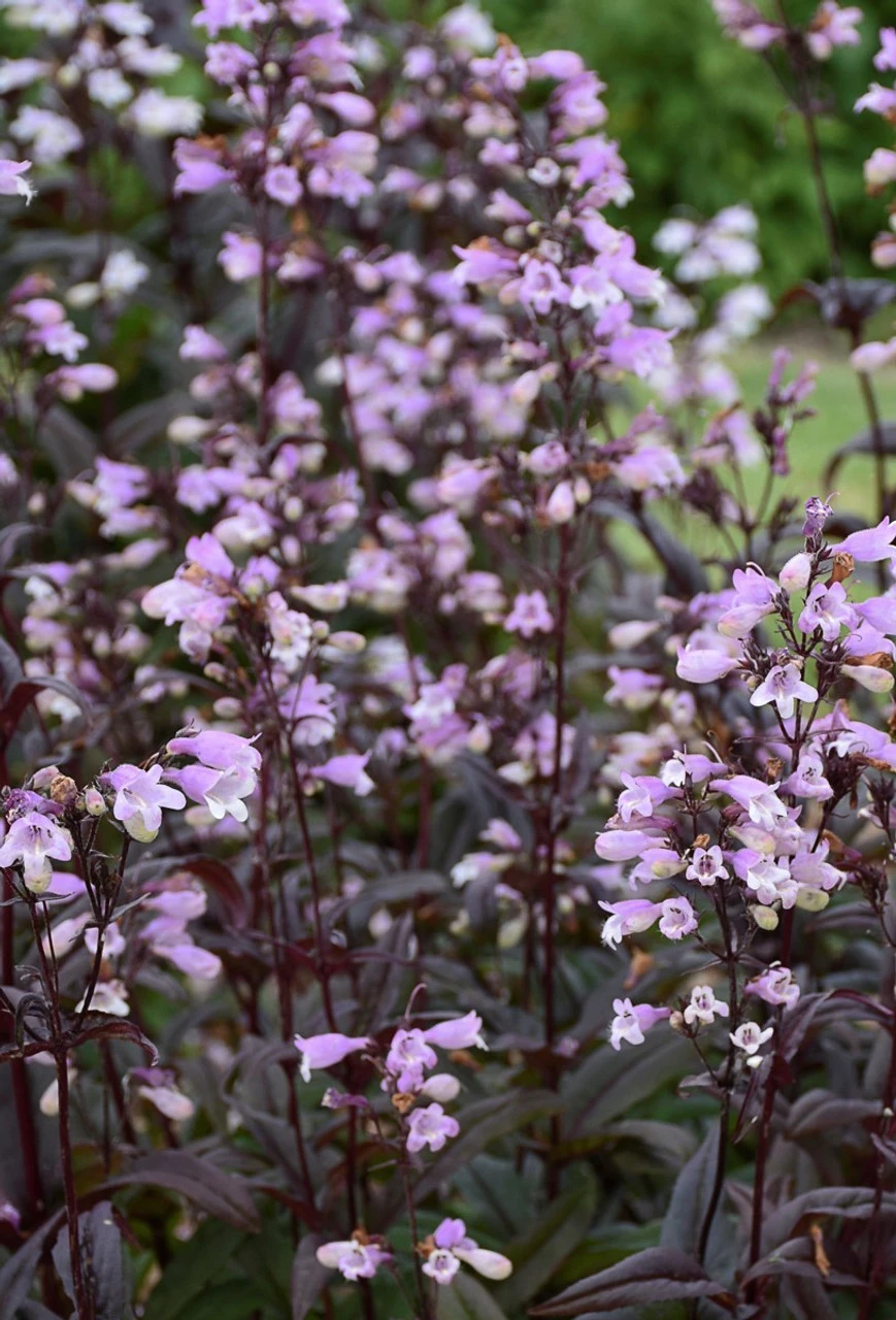 Blackbeard Beardtongue | Plant Addicts