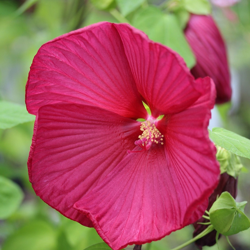 Luna Red Hibiscus | Plant Addicts