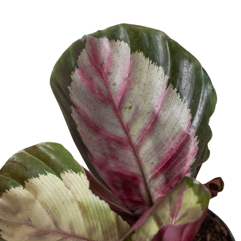 Plant Addicts Calathea Roseopicta Silvia