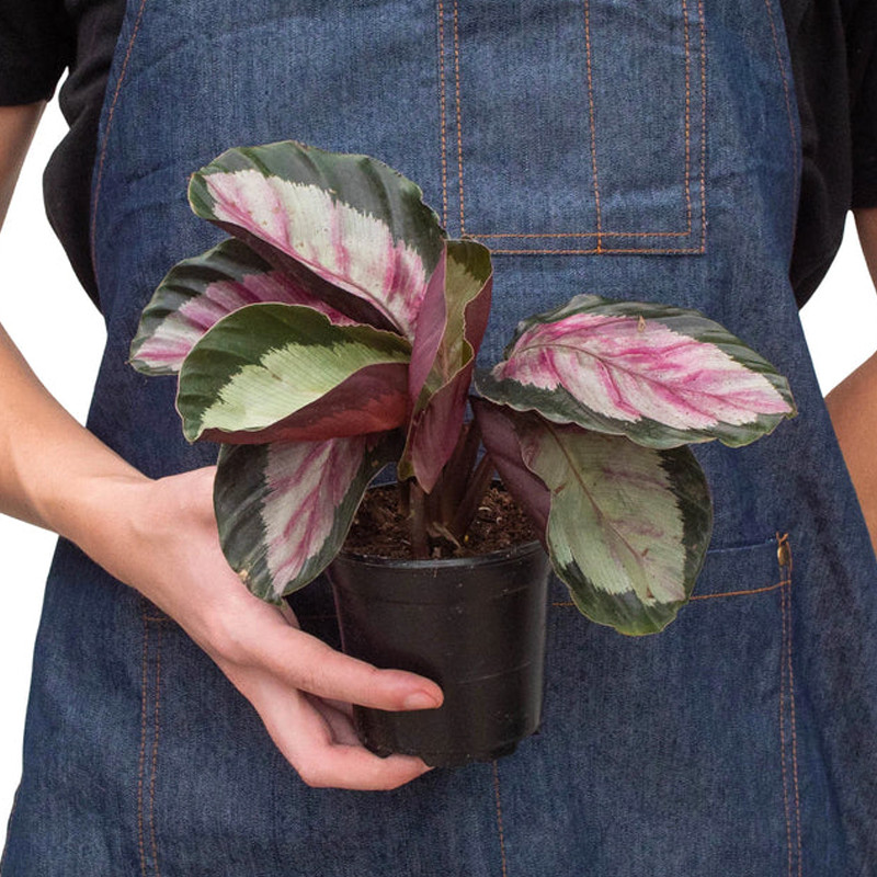 Plant Addicts Calathea Roseopicta Silvia - Thumbnail 3