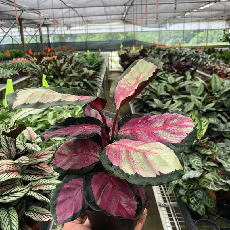 Plant Addicts Calathea Roseopicta Silvia - Thumbnail 4