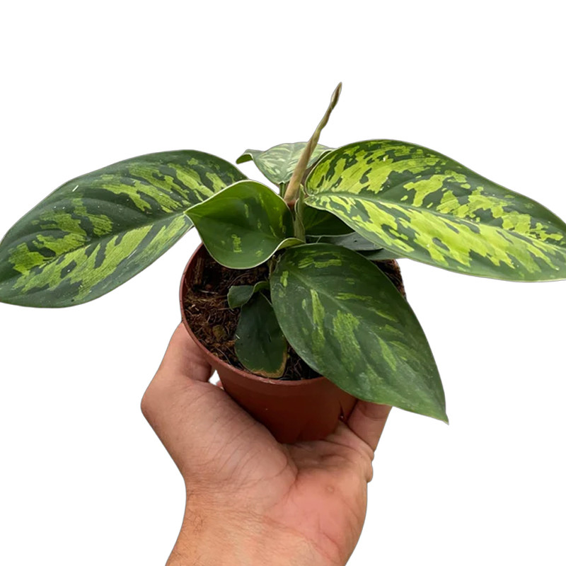 Plant Addicts Selby Homalomena - Thumbnail 2