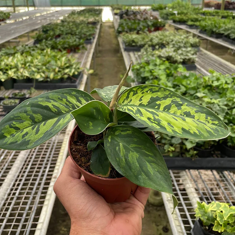 Plant Addicts Selby Homalomena - Thumbnail 3