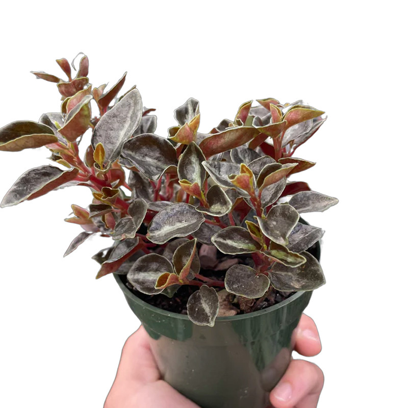 Plant Addicts Metallica Peperomia