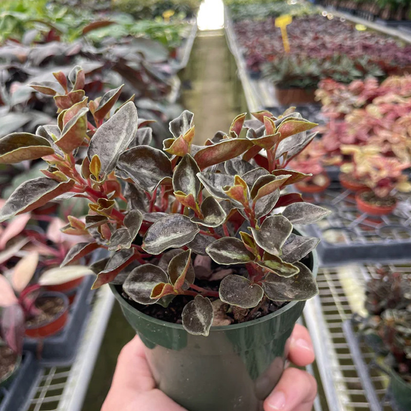 Plant Addicts Metallica Peperomia - Thumbnail 2