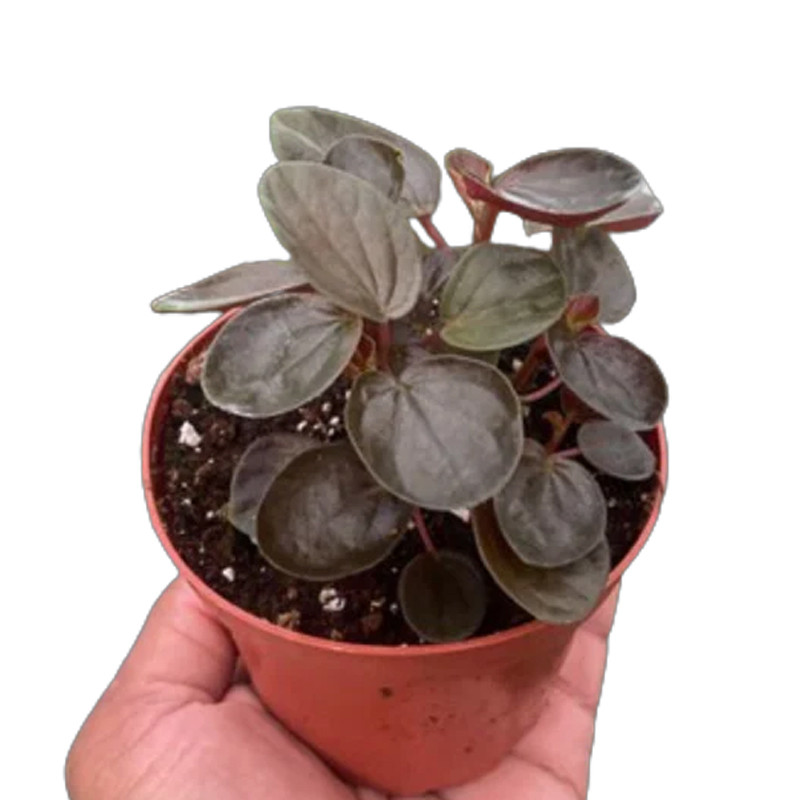 Plant Addicts Rugosa Peperomia