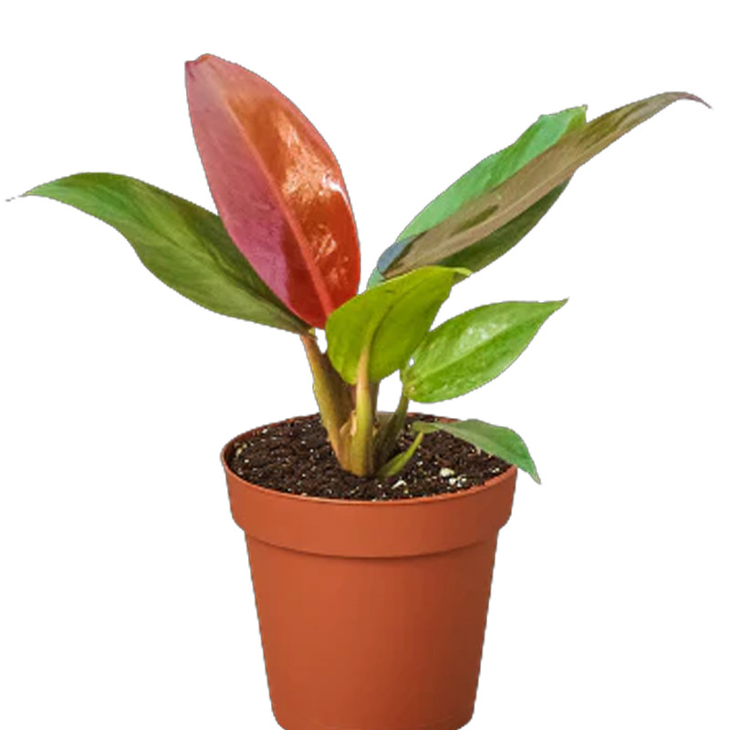 Plant Addicts Philodendron