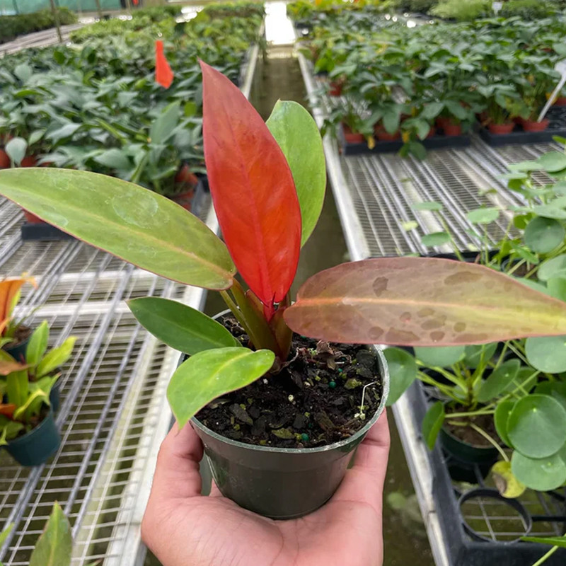 Plant Addicts Philodendron - Thumbnail 2