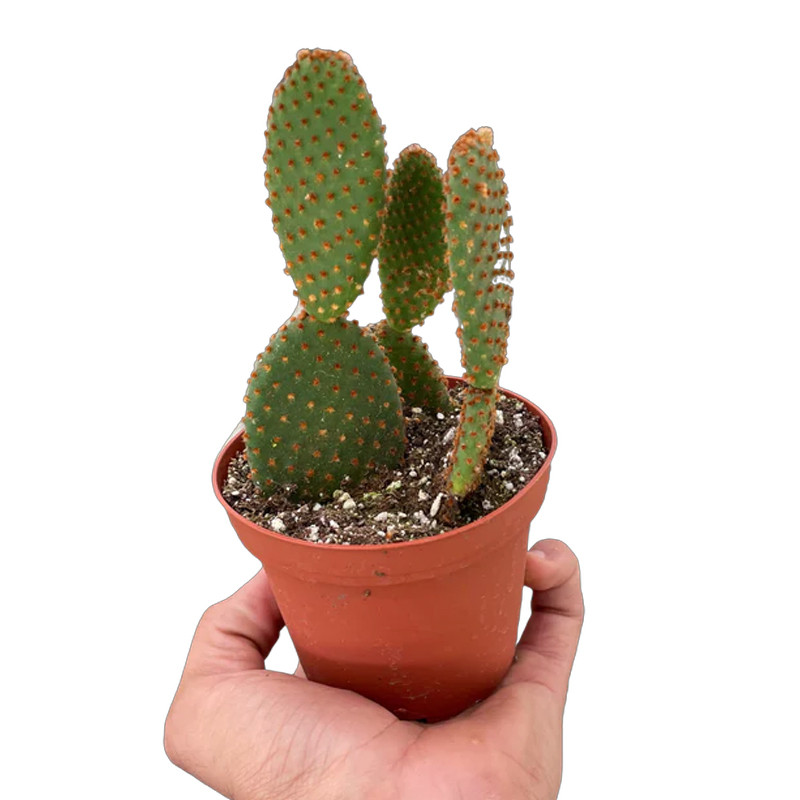 Bunny Ear Cactus