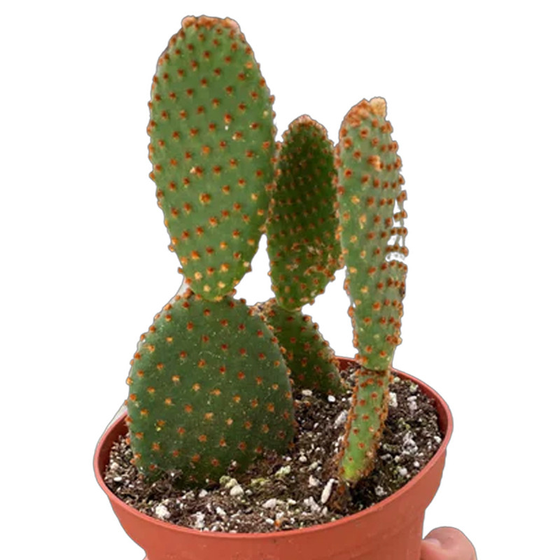 Bunny Ear Cactus | Plant Addicts