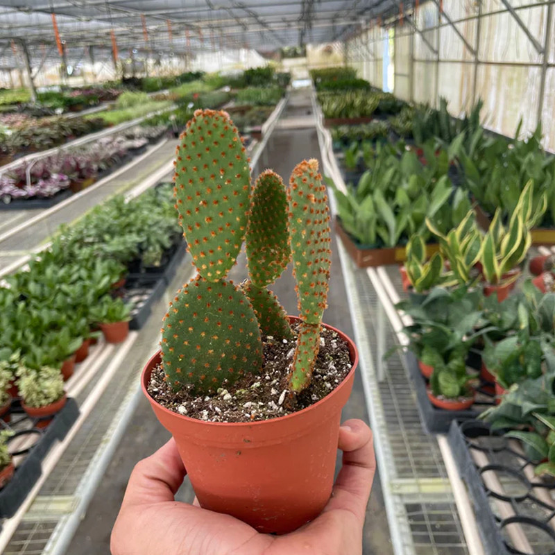 Bunny Ear Cactus - Thumbnail 3
