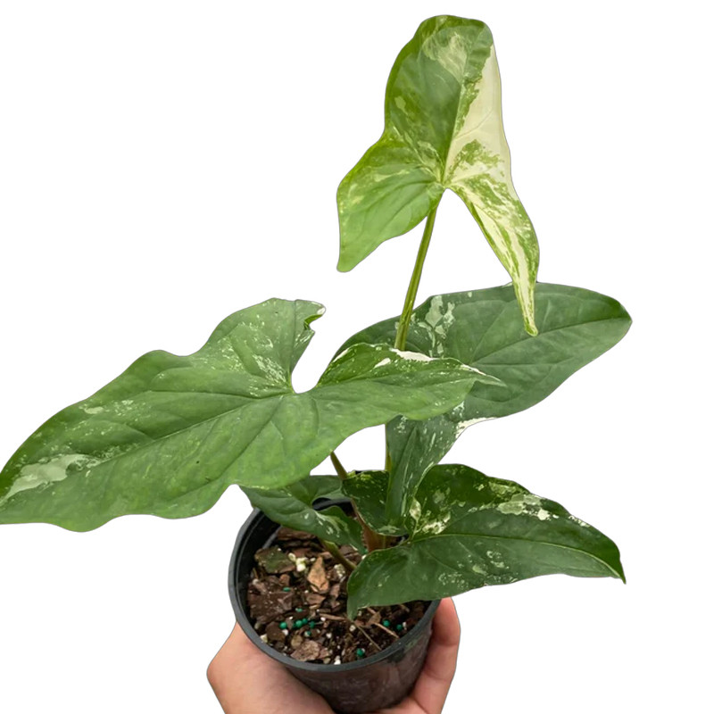 Plant Addicts Syngonium Albo Variegata