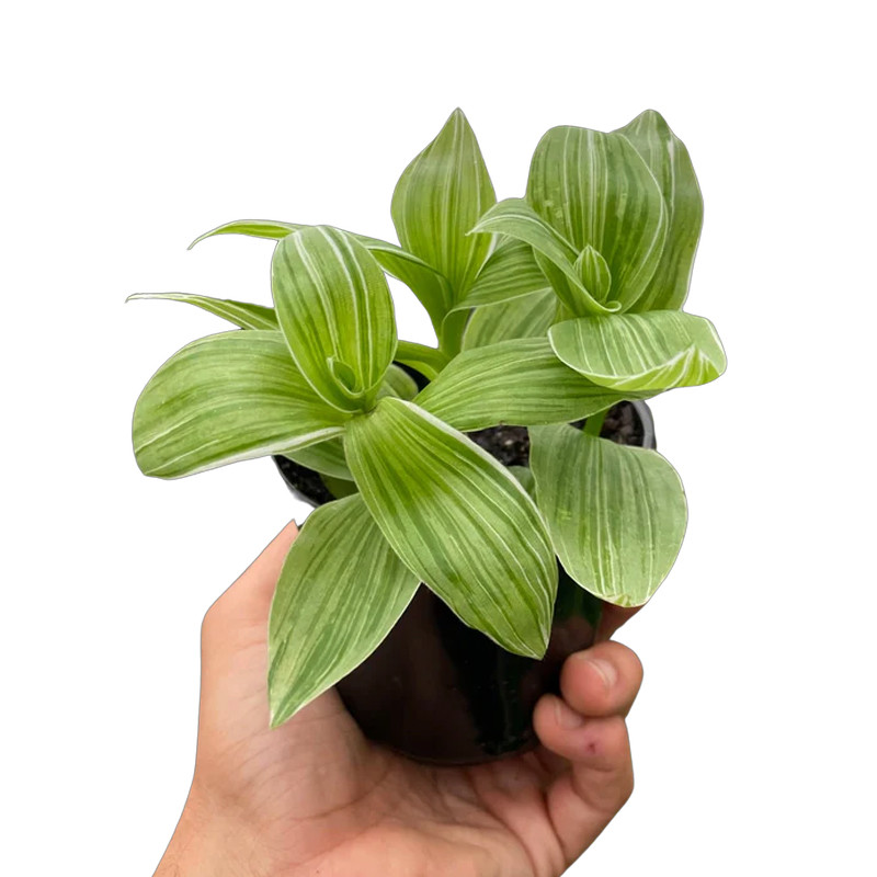 Sanna Tradescantia - Thumbnail 2
