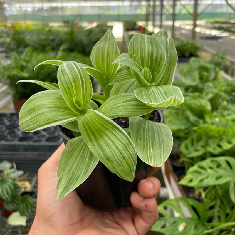 Sanna Tradescantia - Thumbnail 3