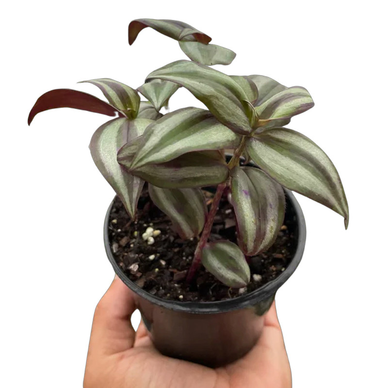 Plant Addicts Tradescantia Zebrina
