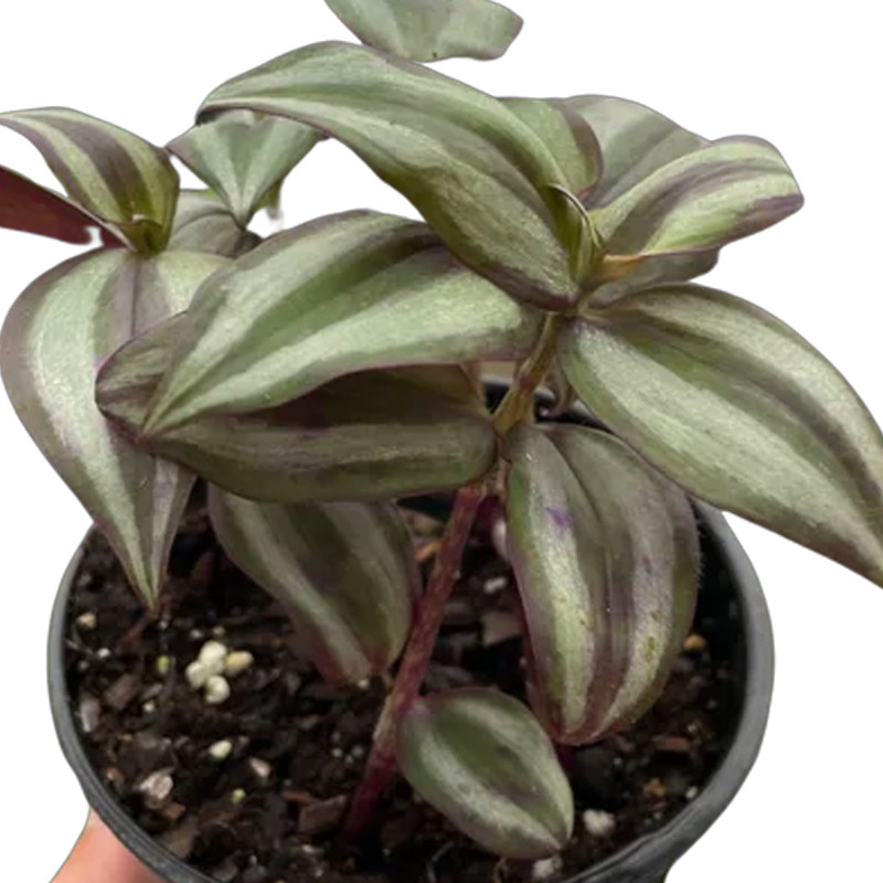 Plant Addicts Tradescantia Zebrina - Thumbnail 2