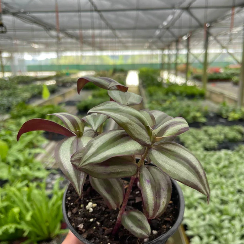 Plant Addicts Tradescantia Zebrina - Thumbnail 3