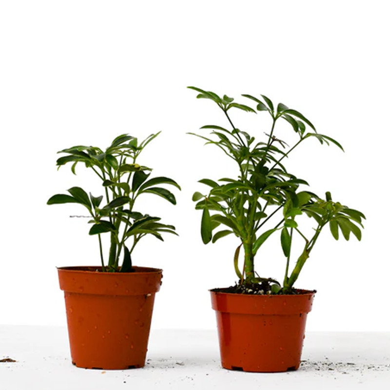 Schefflera Plants Variety Pack | Plant Addicts