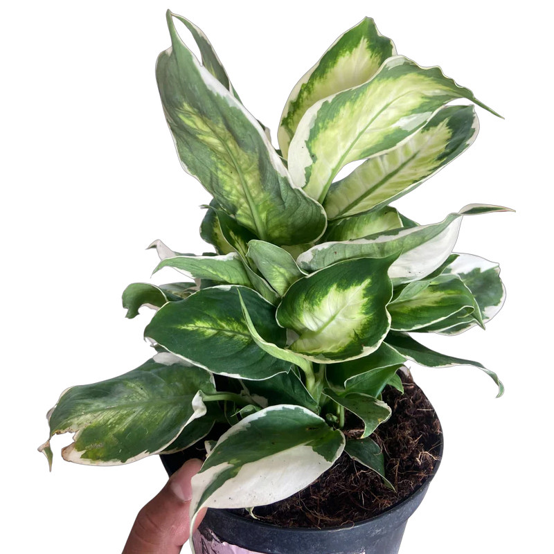 Plant Addicts Dieffenbachia