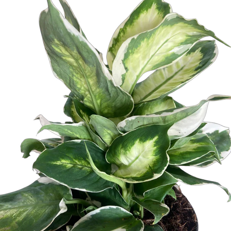 Plant Addicts Dieffenbachia - Thumbnail 3