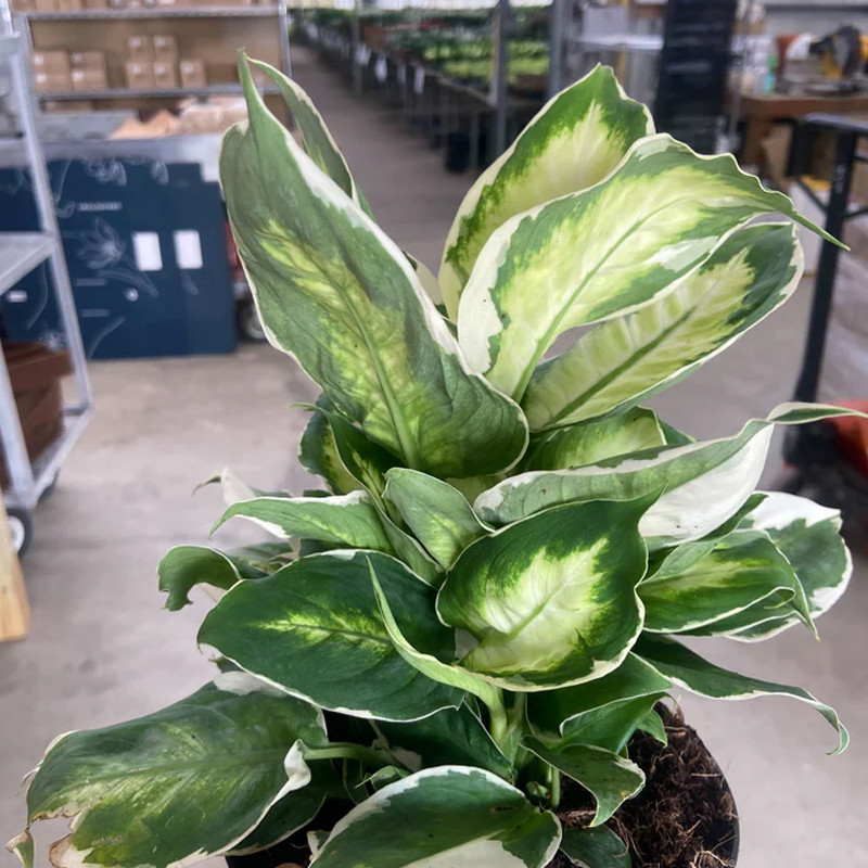 Plant Addicts Dieffenbachia - Thumbnail 2