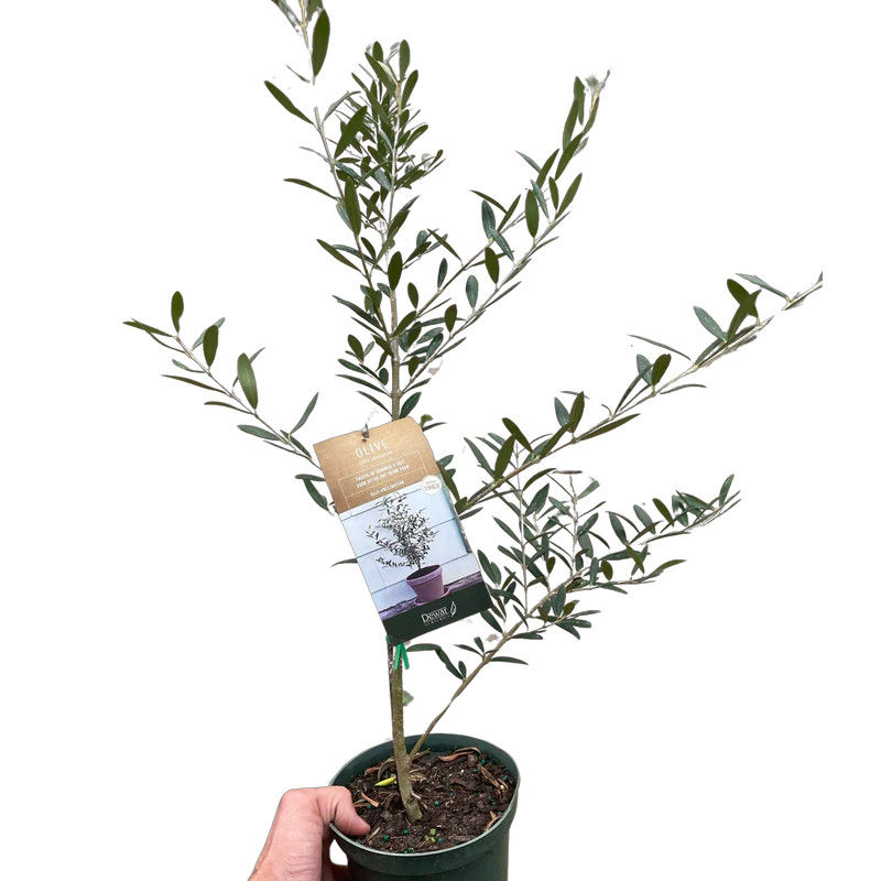 lego money tree LEGO Money Tree 40648 Light Kit