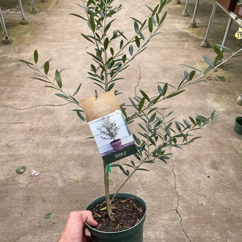 Common Olive Tree | Plant Addicts