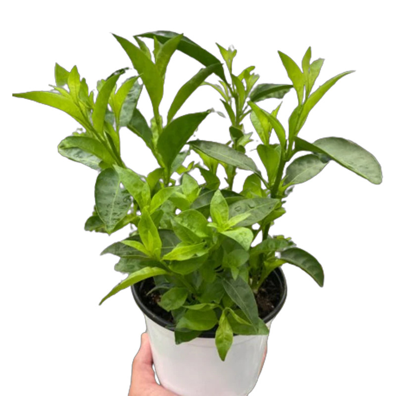 Plant Addicts Night Jasmine
