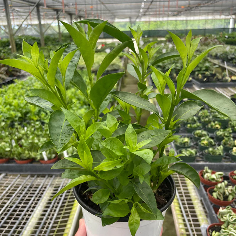Plant Addicts Night Jasmine - Thumbnail 2