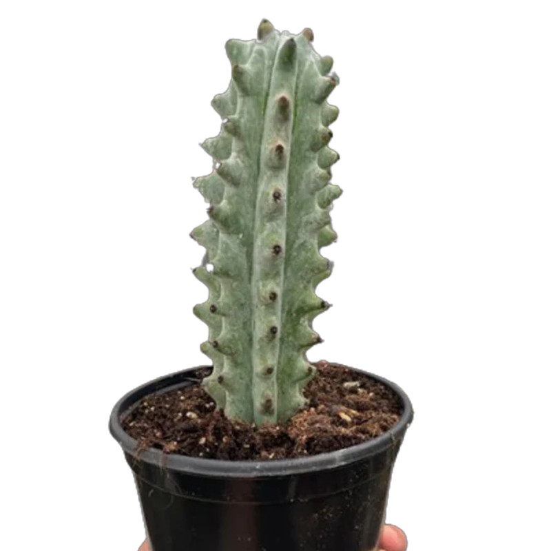 White Ghost Cactus | Plant Addicts